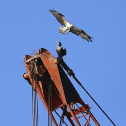 Osprey and Cormorant fighting for space.